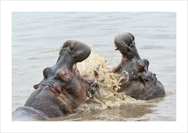 Hippos -Hippopotamus amphibius- with their jaws wide open, Serengeti, Tanzania