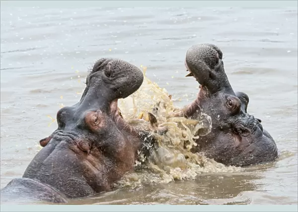 Hippos -Hippopotamus amphibius- with their jaws wide open, Serengeti, Tanzania