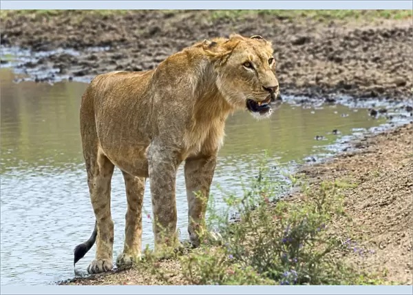 Lioness -Panthera leo- on water, Serengeti, Tanzania