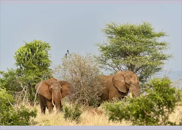 African Elephants -Loxodonta africana-, Tarangire, Tanzania