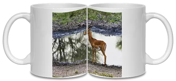 Impala -Aepyceros melampus- at a waterhole, Tarangire, Tanzania
