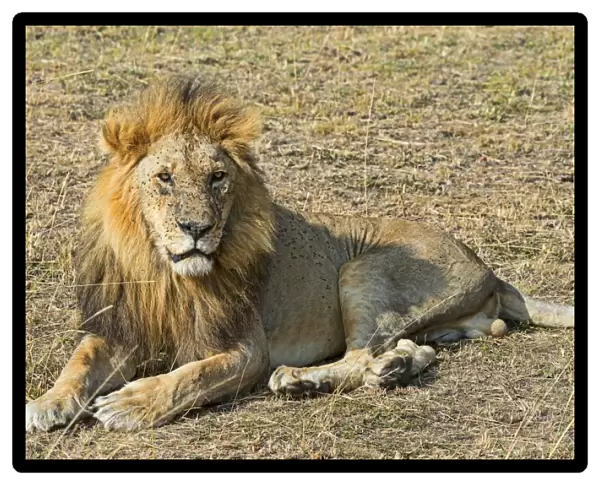 Lion -Panthera leo-, adult male, Msai Mara National Reserve, Kenya