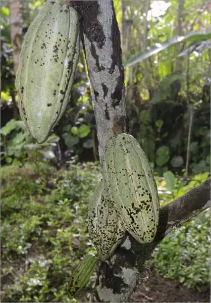 Green fruits on a Cocoa Tree -Theobroma cacao-, Bali, Indonesia