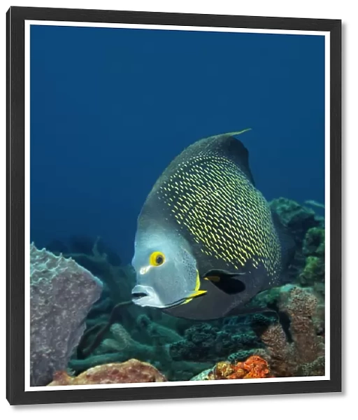 French Angelfish -Pomacanthus paru- above coral reef, Little Tobago, Trinidad and Tobago