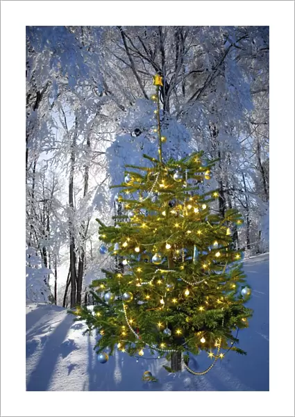 Illuminated Christmas tree in winter forest
