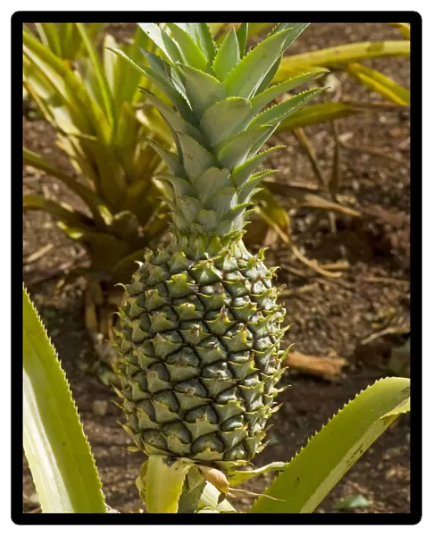 Pineapple -Ananas comosus-, O ahu, Hawaii, United States
