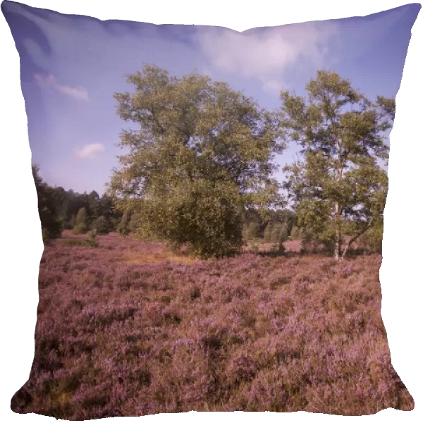 Landscape with flowering Heather -Calluna vulgaris-, heath blooming season, Luneburg Heath Nature Park, near Schneverdingen, Lower Saxony, Germany