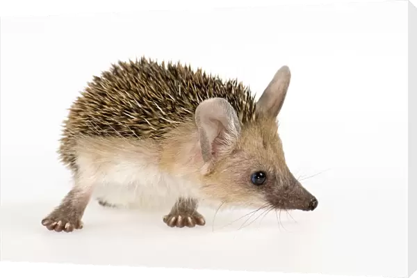 Long-eared Hedgehog -Hemiechinus auritus aegypticus-