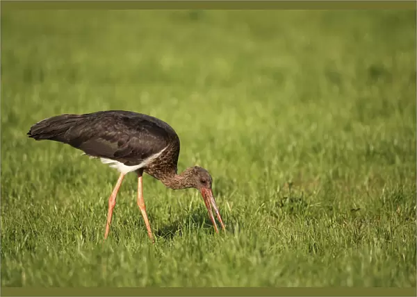 Black Stork -Ciconia nigra-, adult bird foraging, Allgau, Bavaria, Germany