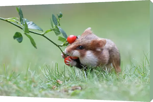 Hamster -Cricetus cricetus- taking a rosehip for its hoard, Austria