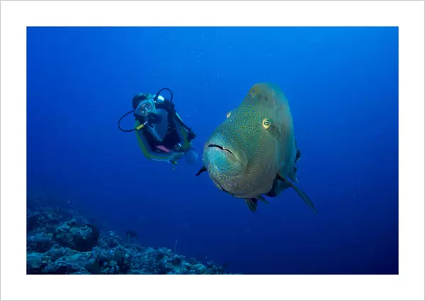 Diver and Humphead wrasse -Cheilinus undulatus-, Palau