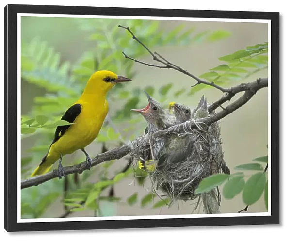 Golden Orioles -Oriolus oriolus-, adult male at the nest in an acacia tree, chick begging for food, Bulgaria