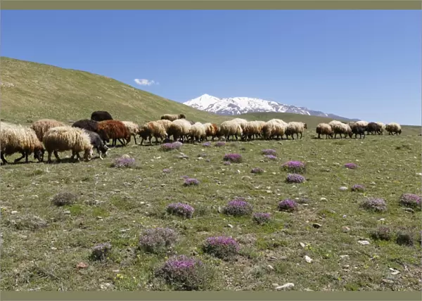 A flock of sheep on a mountain pasture in the Taurus Mountains, the volcano Mount Suphan or Suphan Dagi at the back, near Adilcevaz, Bitlis Province, Eastern Anatolia Region, Anatolia, Turkey
