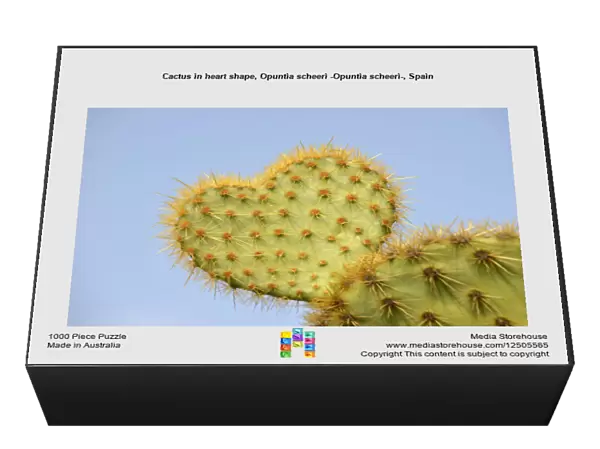 Cactus in heart shape, Opuntia scheeri -Opuntia scheeri-, Spain