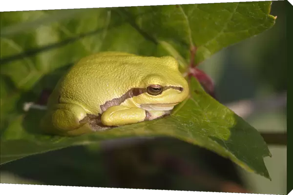 European Tree Frog -Hyla arborea- perched on a leaf, Burgenland, Austria
