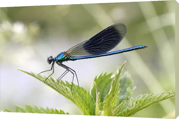 Banded Demoiselle or Banded Agrion -Calopteryx splendens-, male on a leaf, Huhnermoor nature reserve, North Rhine-Westphalia, Germany