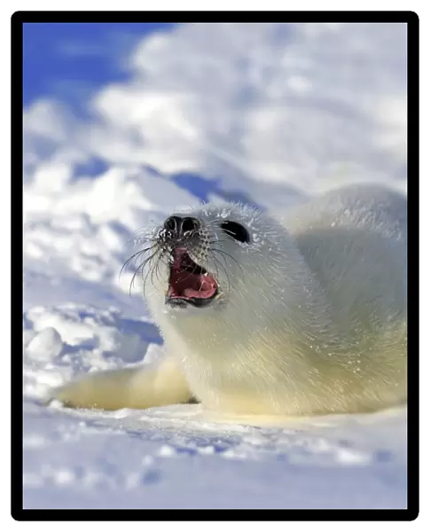 Harp Seal or Saddleback Seal -Pagophilus groenlandicus, Phoca groenlandica-, pup on pack ice, Magdalen Islands, Gulf of Saint Lawrence, Quebec, Canada