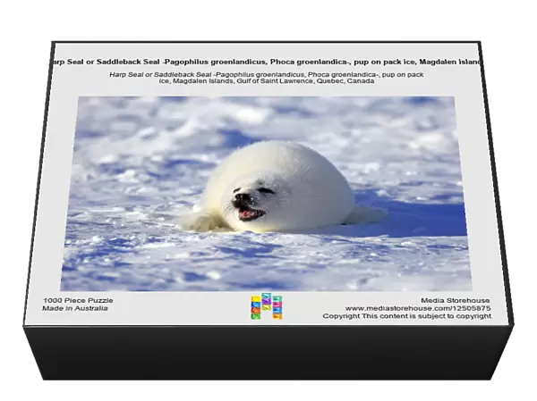 Harp Seal or Saddleback Seal -Pagophilus groenlandicus, Phoca groenlandica-, pup on pack ice, Magdalen Islands, Gulf of Saint Lawrence, Quebec, Canada
