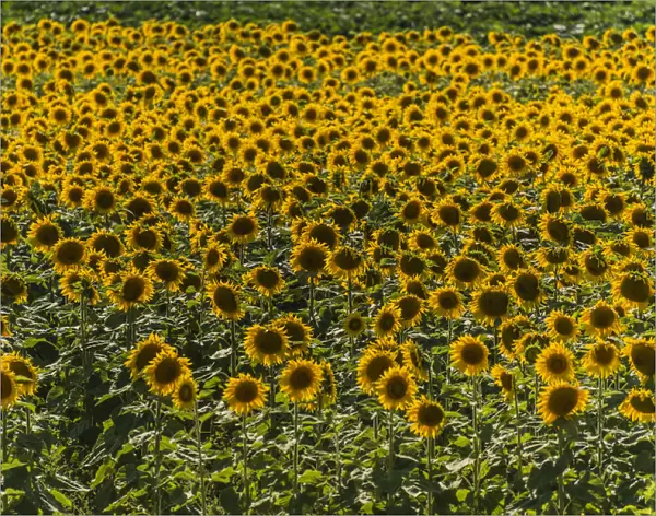 Field of Sunflowers -Helianthus annuus-, Cucuron, Vaucluse, Provence-Alpes-Cote d?Azur, France