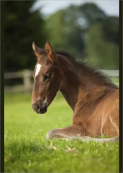 Brown foal, Westphalian, 3 weeks, lying in the grass, Munsterland, North Rhine-Westphalia, Germany