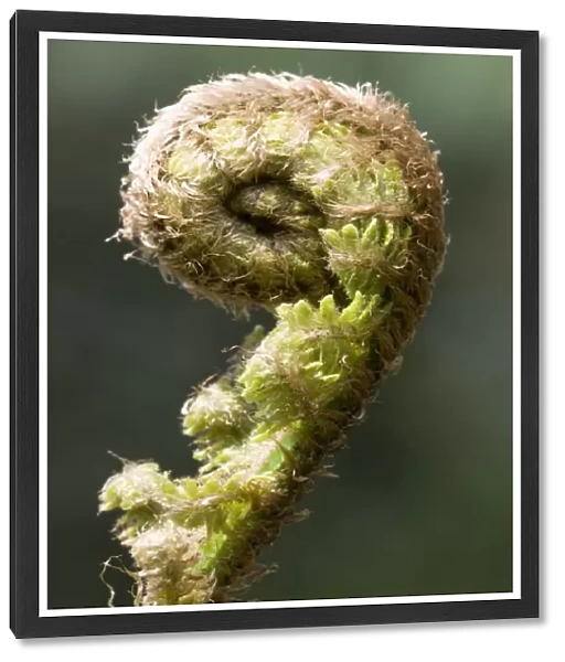 Brauns holly fern -Polystichum braunii- sprouting frond