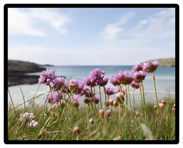 Thrift, Sea-pink -Armeria maritima-, Mizen Head Peninsula, West Cork, Republic of Ireland, British Isles, Europe