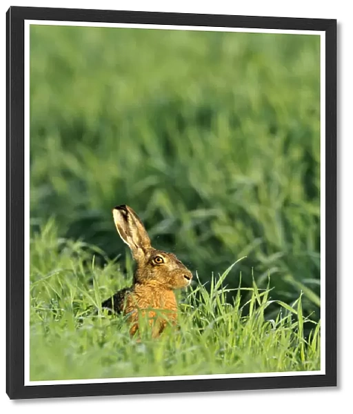 European hare -Lepus europaeus-, sitting in tall grass