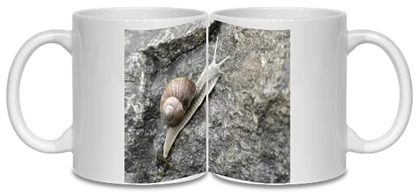 Burgundy or Roman snail -Helix pomatia-
