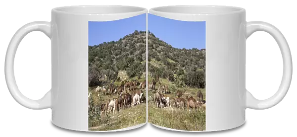 Dromedaries or Arabian Camels -Camelus dromedarius-, Morocco, Africa