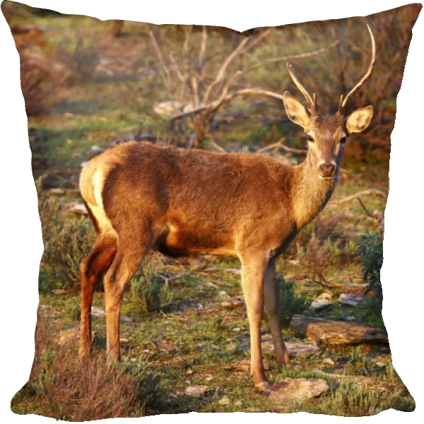 Red Deer -Cervus elaphus- with different horns, National Park Monfrague, Spain, Europe