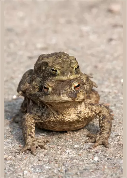 Toad migration, Common toads -Bufo bufo-