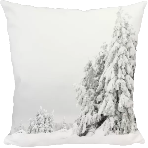 Norway spruce -Picea- in snow, winter, Kahler Asten, Winterberg, Rothaargebirge mountains, Sauerland region, North Rhine-Westphalia, Germany, Europe