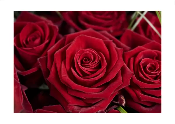 Red Rose blossoms -Rosa-