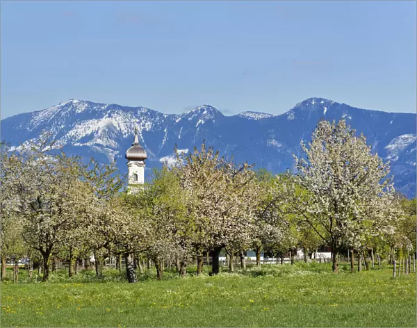 Blossoming apple trees, Church of St. Lawrence, Wiechs, Bad Feilnbach, Hochries mountain at the back, Upper Bavaria, Bavaria, Germany
