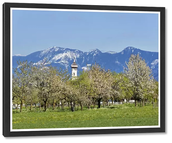 Blossoming apple trees, Church of St. Lawrence, Wiechs, Bad Feilnbach, Hochries mountain at the back, Upper Bavaria, Bavaria, Germany
