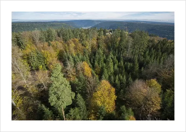 Autumnal mixed forest, birds eye view, northern Black Forest, Baden-Wurttemberg, Germany