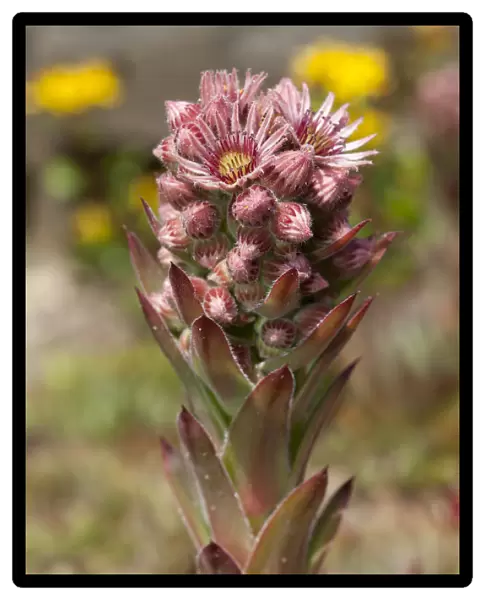 Common Houseleek -Sempervivum tectorum-, native to Europe