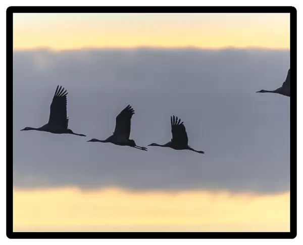 Common Cranes -Grus grus- in flight, Lower Saxony, Germany