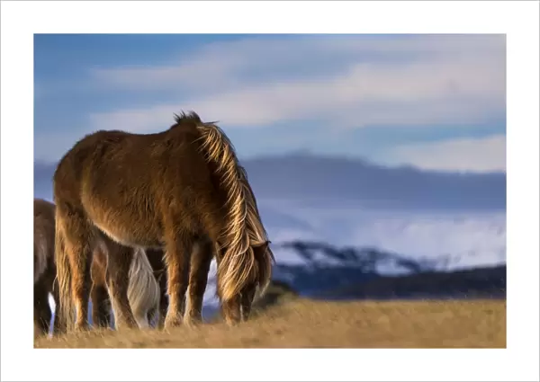 Icelandic horse, grazing in front of mountains, Vik, Iceland