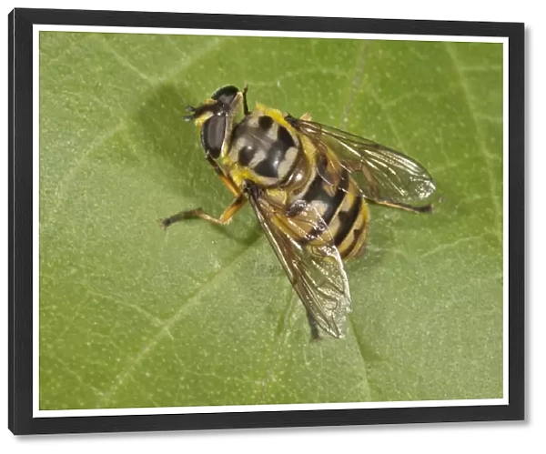Dead Head Fly -Myathropa florea-, female, Baden-Wurttemberg, Germany