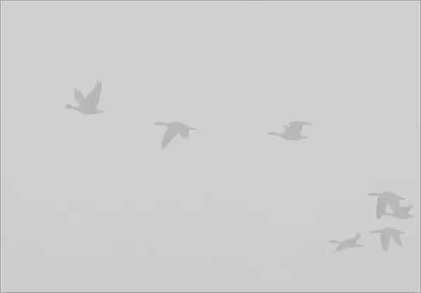 Greylag Geese -Anser anser- in the fog, Brandenburg, Germany