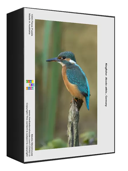 Kingfisher -Alcedo atthis-, Germany