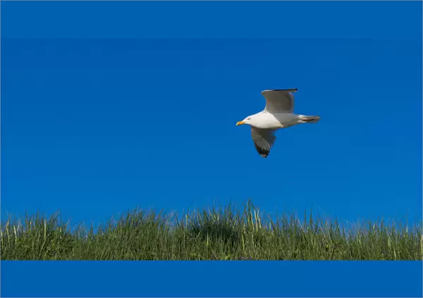 Herring Gull -Larus argentatus- in flight over a dune, Sylt, Schleswig-Holstein, Germany