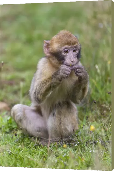 Barbary Macaque -Macaca sylvanus-, young, captive, Rhineland-Palatinate, Germany