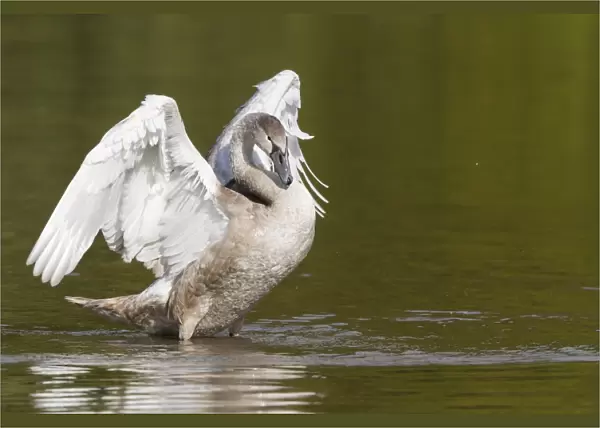 Young Mute Swan -Cygnus olor-, spreading its wings, North Hesse, Hesse, Germany