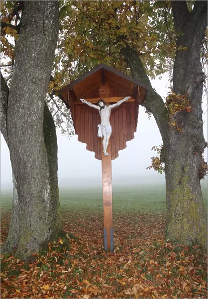 Wayside cross with a figure of Jesus Christ, in the autumn mist between Horse-Chestnut Trees -Aesculus hippocastanum-, Allgau, Bavaria, Germany, Europe
