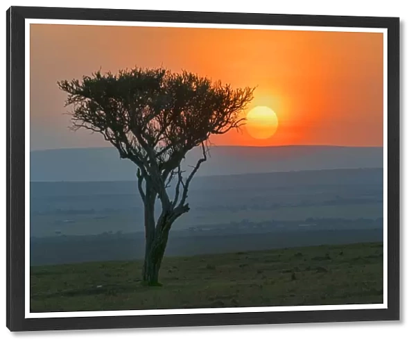 Sunrise behind the silhouette of a tree, Msai Mara National Reserve, Kenya