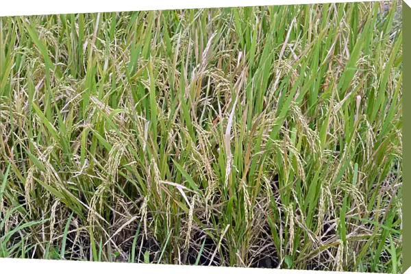 Ripe Rice grains on Rice plants -Oryza sativa-, rice paddy, Munduk, North Bali, Bali, Indonesia