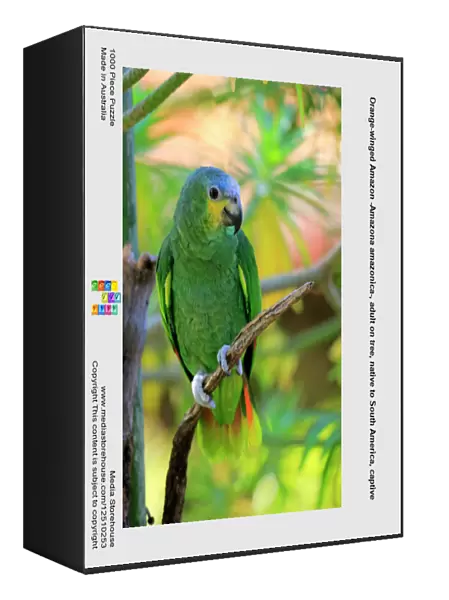 Orange-winged Amazon -Amazona amazonica-, adult on tree, native to South America, captive