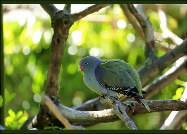 African Green Pigeon -Treron calva-, adult on tree, captive
